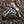 Diagonal visning av den tunge sølvringen hvilende på bark, som fremhever den sveipende fjærvingen og hodeskallens sideprofil.