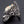 Shiva Shell Dragon 925 Sterling Silver Ring, opposite side showing flowing dragon crest