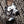 Carica l&#39;immagine nel visualizzatore Galleria, Anelli da motociclista per cani Pitbull in argento sterling
